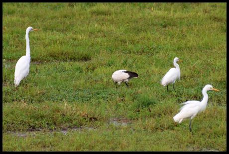 Great Egrets &  Gross Ibis